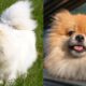 Pomeranian Spitz Mix: Japanese, German, Finish, breed, black puppies, mixtape for sale
