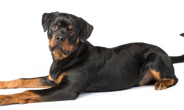 If you've ever found yourself tossing and turning in the early hours of the morning, spurred by the ceaseless panting of your canine