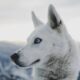 How Much cold can a huskies tolerate
