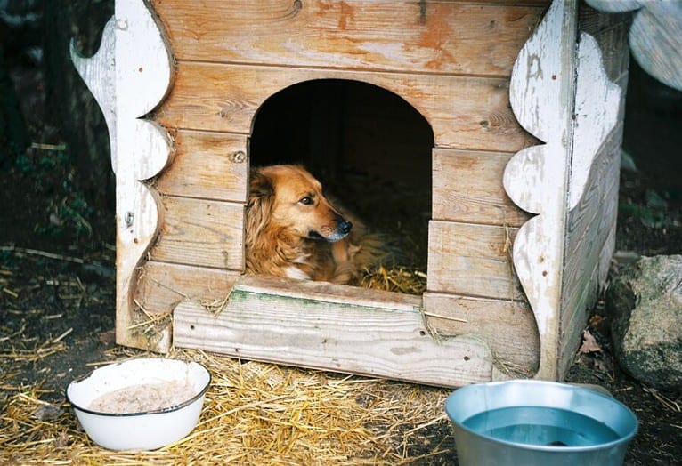 Step-by-Step Guide: Winterizing Your Dog House for Maximum Comfort