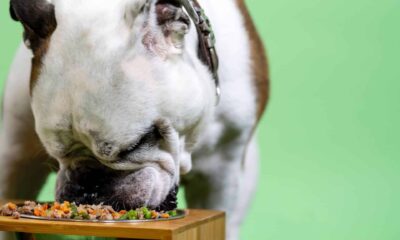 Best Canned Vegetables for Dogs: What Vegetables can dog eat everyday?