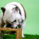 Best Canned Vegetables for Dogs: What Vegetables can dog eat everyday?