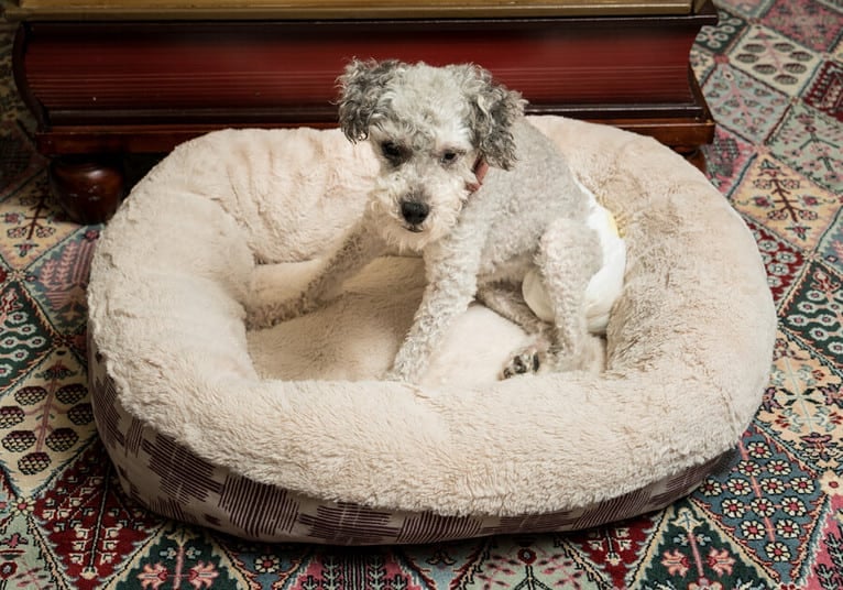 Prevent dog diapers from slipping off with these 5 foolproof methods