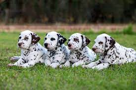 Why Are Dalmatians Not Popular