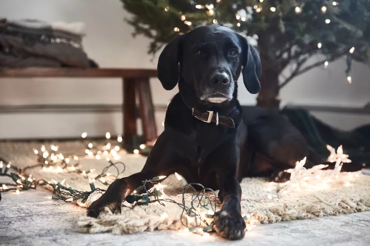 are-christmas-trees-harmful-to-dogs