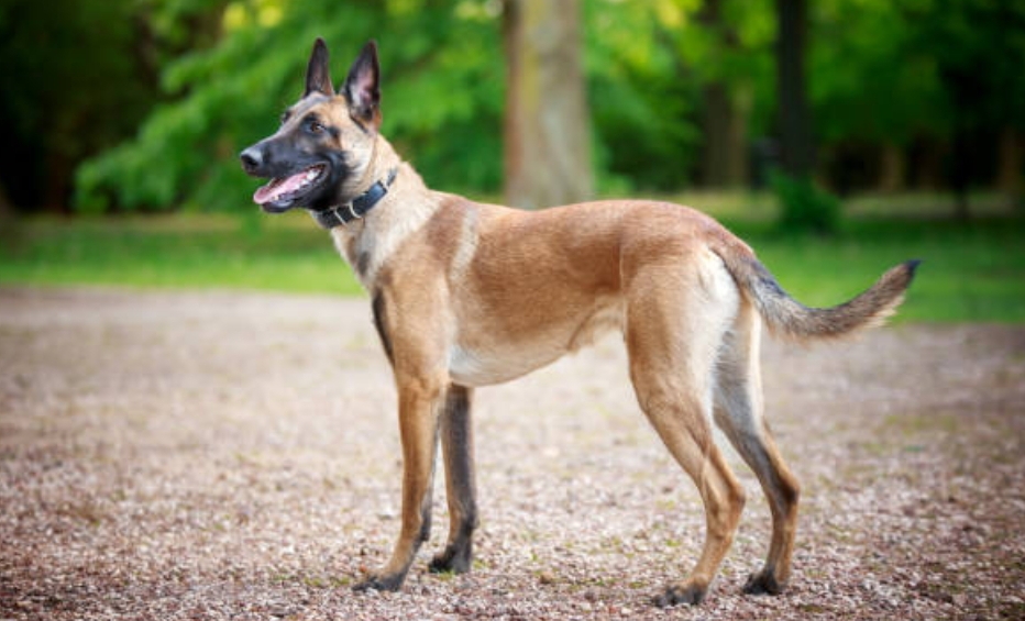 Belgian Malinois: Breeders, price, lifespan, what is so special about Belgian Malinois