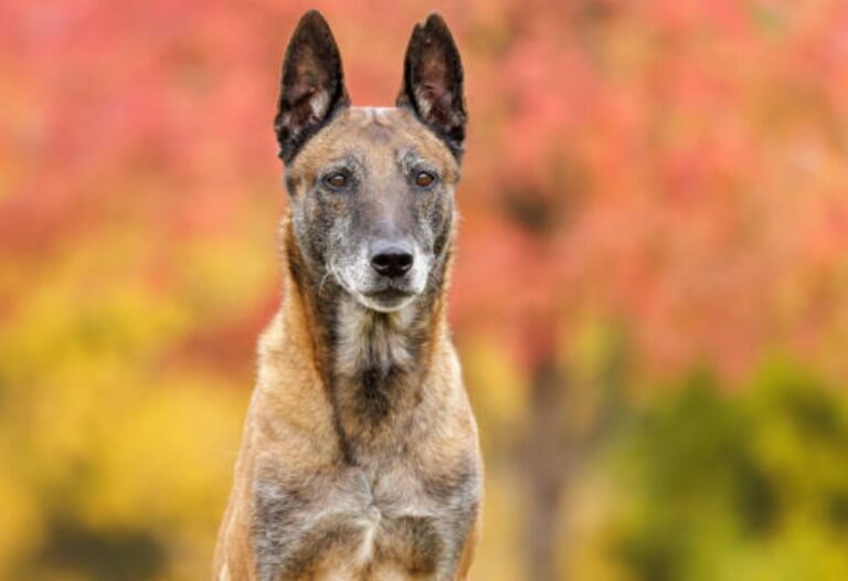 Belgian Malinois Breeders, Price, and Lifespan A Comprehensive Guide