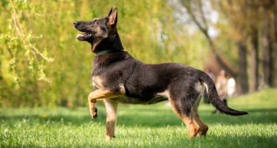Belgian Malinois: Breeders, price, lifespan, what is so special about Belgian Malinois