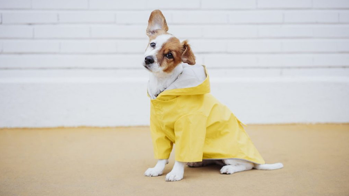 Viral Video of Dog in Raincoat at Grammys 2024 The Real Showstopper