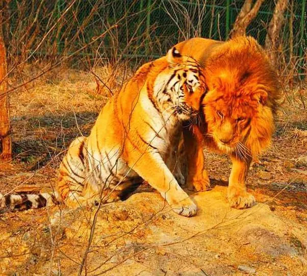 Lions vs Tigers: 5 Key Differences (And Who Would Win in a Fight)